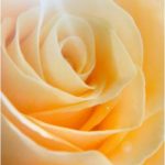 ROSEIRAL DE LUZ (Bolso)